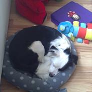 Blanding af racer Tulle -ikke min mere