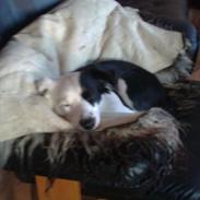 Blanding af racer Tulle -ikke min mere