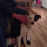 Blanding af racer Tulle -ikke min mere