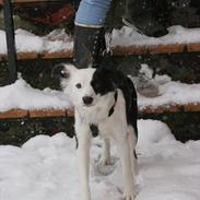 Blanding af racer Tulle -ikke min mere