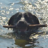 Labrador retriever Balder