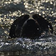 Labrador retriever Balder