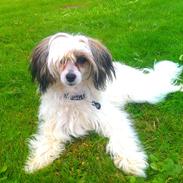 Chinese crested powder puff Xakira