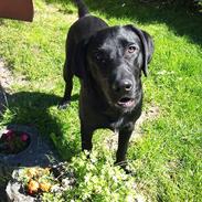 Labrador retriever Anton