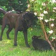Labrador retriever Anton