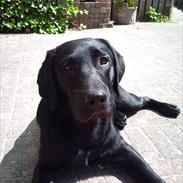 Labrador retriever Anton