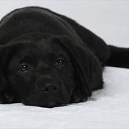 Labrador retriever Anton