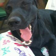 Labrador retriever Anton