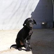 Galgo español Puppy