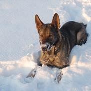 Schæferhund Kochens Jilla