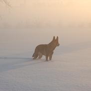 Schæferhund Kochens Jilla