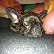 Fransk bulldog Lulu
