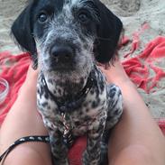 Blanding af racer Tilde 