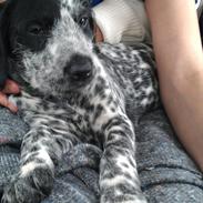 Blanding af racer Tilde 