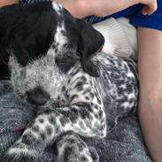 Blanding af racer Tilde 