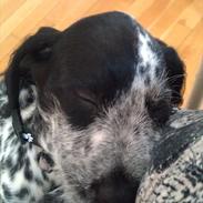 Blanding af racer Tilde 