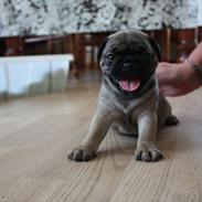 Mops Henry