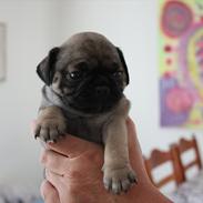 Mops Henry