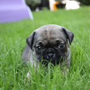 Mops Henry