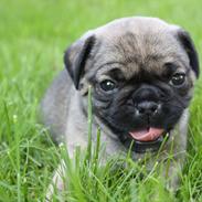 Mops Henry