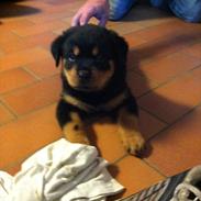 Rottweiler Lucky-lights Egone ( Punto )