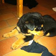 Rottweiler Lucky-lights Egone ( Punto )