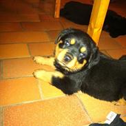 Rottweiler Lucky-lights Egone ( Punto )