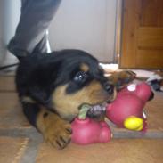 Rottweiler Lucky-lights Egone ( Punto )