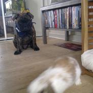 Olde victorian bulldogge Buster