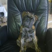 Olde victorian bulldogge Buster