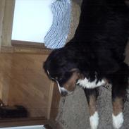 Berner sennenhund chocko