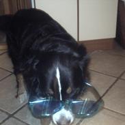 Berner sennenhund chocko