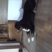 Berner sennenhund chocko