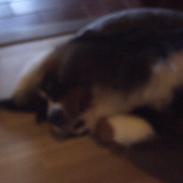 Berner sennenhund chocko