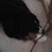 Berner sennenhund chocko