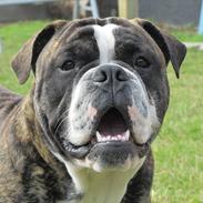 Olde english bulldogge Kingston