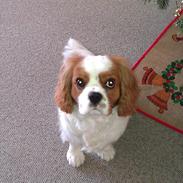 Cavalier king charles spaniel Charlie