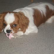 Cavalier king charles spaniel Charlie