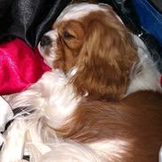 Cavalier king charles spaniel Charlie
