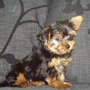 Yorkshire terrier Molly<3