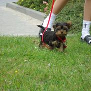 Yorkshire terrier Molly<3