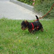 Yorkshire terrier Molly<3