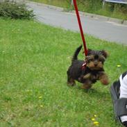 Yorkshire terrier Molly<3