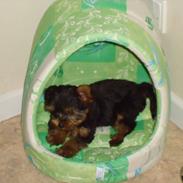 Yorkshire terrier Molly<3