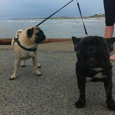 Fransk bulldog Bertha