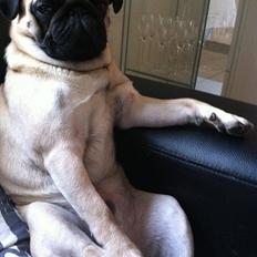 Mops Uffe