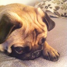 Mops Uffe