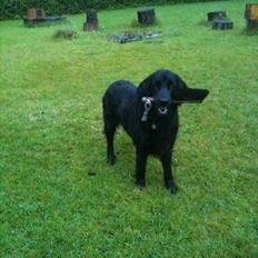 Flat coated retriever Ladytown (Lady)