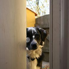 Blanding af racer Emil