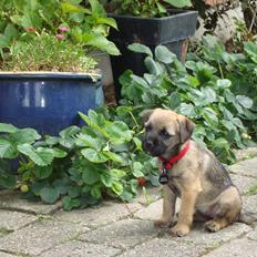 Border terrier Lutra´s Jamaica 